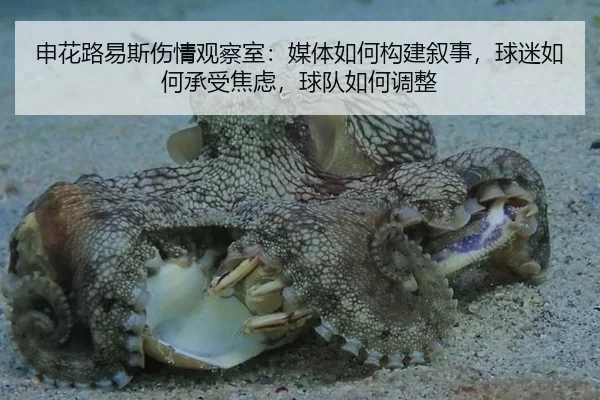 申花路易斯伤情观察室：媒体如何构建叙事，球迷如何承受焦虑，球队如何调整
